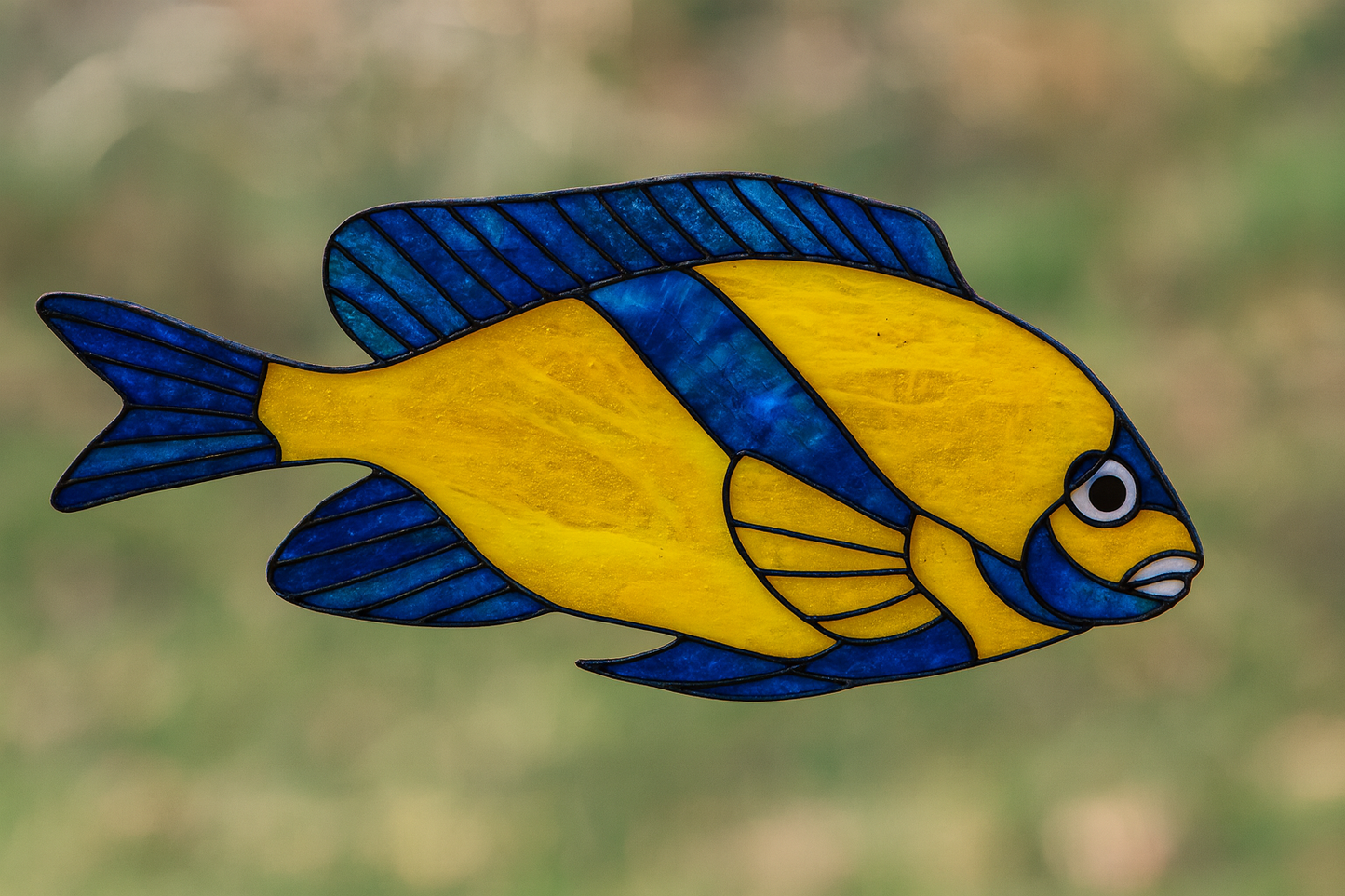 Bicolor Damselfish Pattern